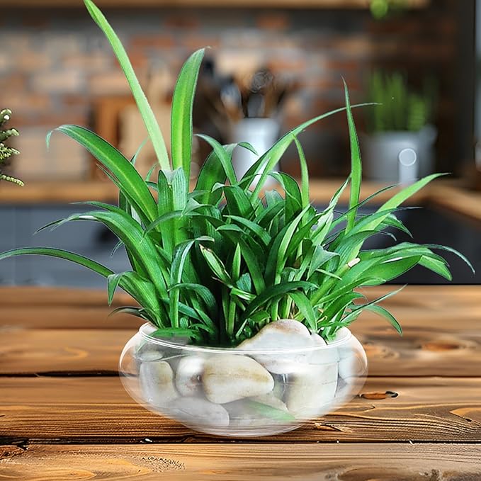 VOSAREA Glass Vase Bowl Glass Fish Bowl Hydroponic Planter Floral Container Clear Bubble Bowl Fish Bowl Aquatic Plant Pot Daffodil Pot for Wedding Event Home Decor (5.89 X5.89X2.36in)