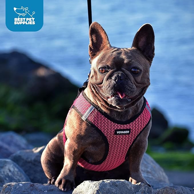 Best Pet Supplies Voyager Step-in Air Harness - All Weather Mesh, Reflective, No Pull Harness for Dogs, Cats - Secure with Hook & Loop Fastener, Buckle, Double D-Rings - Fuchsia 2-Tone, M