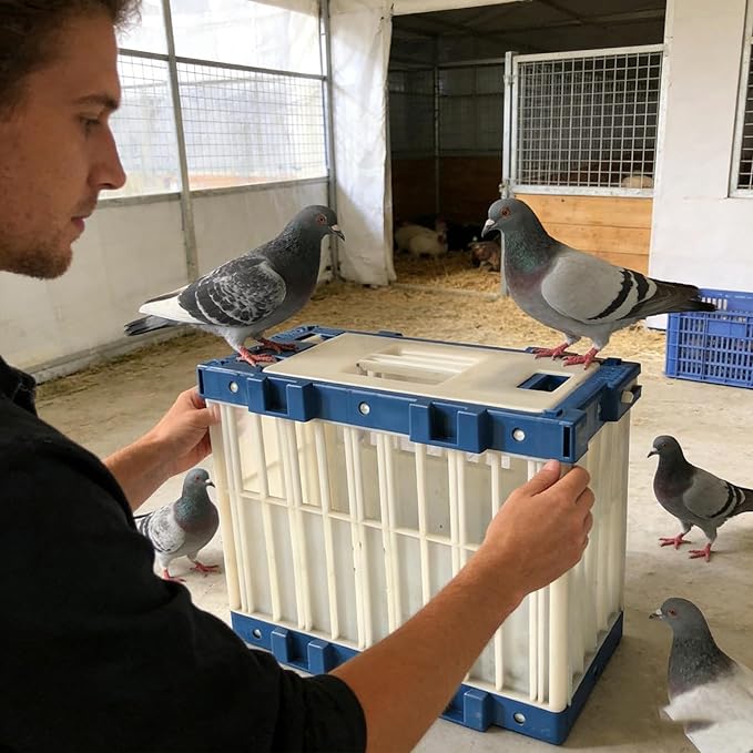 Portable Bird Carrier - Pigeon Cage Lock Device, Breathable Small Transport Crate, Training Release Box with Motion, Carrier Modern Appeal, Bird Accessory for Outdoor, Parakeet, Parrot