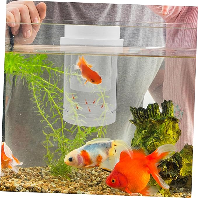 Kisangel 1 Set Fish Breeding Box: Guppy Breeder Box - Floating Isolation Hatchery Incubator for Guppy Betta Shrimp - Transparent Fish Tank Divider