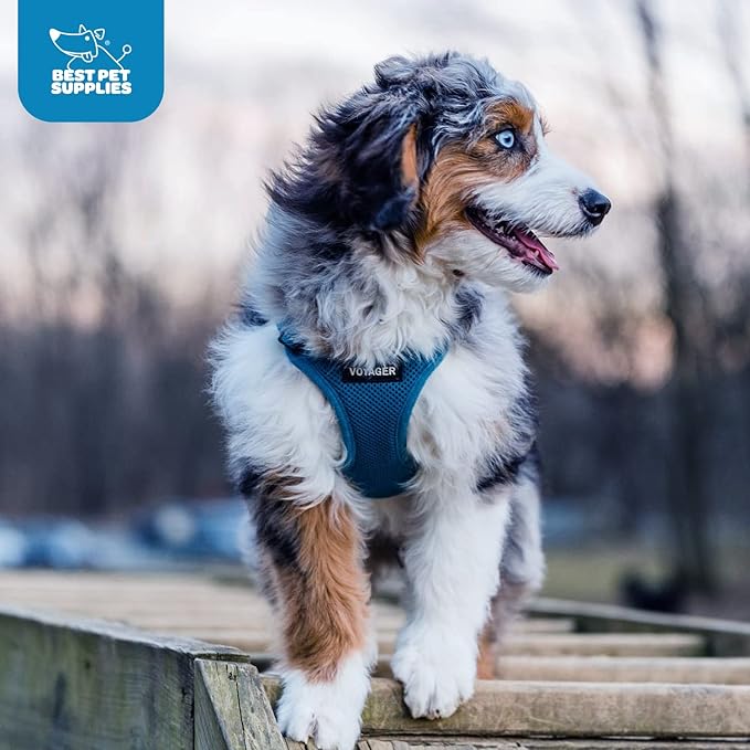 Best Pet Supplies Voyager Step-in Air Harness - All Weather Mesh, Reflective, No Pull Harness for Dogs, Cats - Secure with Hook & Loop Fastener, Buckle, Double D-Rings - Turquoise, XXXS