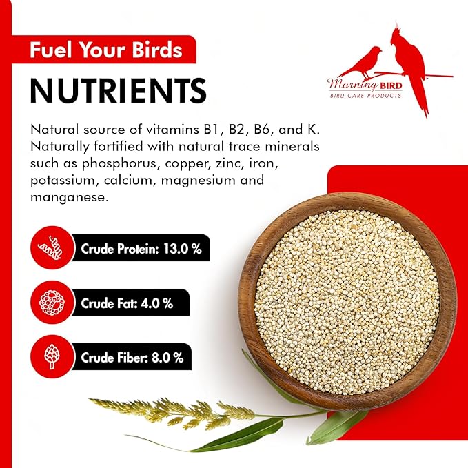 Morning Bird White Proso Millet 9 lbs – Natural Bird Seed – Supports Feather Growth & Balanced Nutrition – High Energy Delicious Seed - Ideal for Finches, Parakeets & Pet Birds