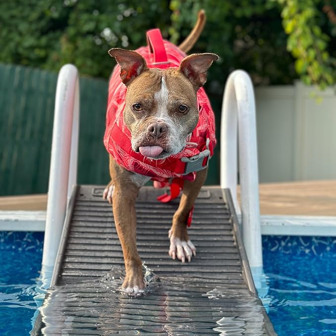 PetStep Pool Ramp for Dogs - (Standard Legs, Graphite/Gray) - Small and Large Dog Pool Ramp for Above-Ground and In-Ground Pools