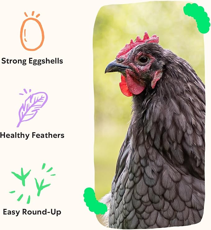 Grubbly Farms Love Tub - Black Soldier Fly Larvae for Chickens - Chicken Treats with 50x More Calcium for Strong Eggshells and Healthy Feathers - Grown in The US and Canada - 5lb Reusable Tub