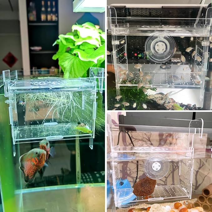 GKPONSX Acrylic Fish Breeding Box, Transparent Fish Isolation Box Hatchery Incubator with Suction Cups for Aquarium Fish Tank Guppy Shrimp Clownfish African Cichlids (6 * 4 * 4inch)