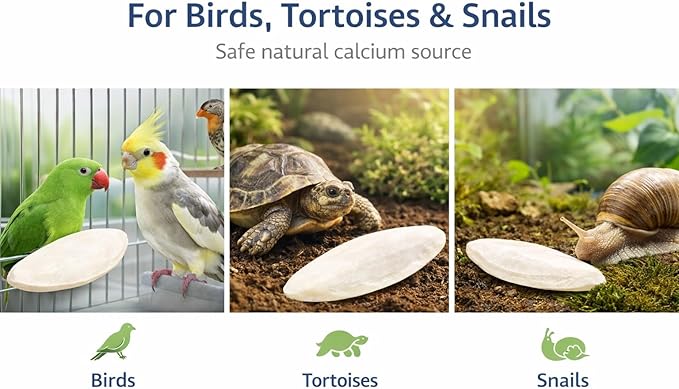 Birds LOVE 3.5-4″ Cuttlebones for Birds – 100% Natural Sun-Dried Calcium Carbonate Mineral Supplement – for Parakeets, Budgies, Cockatiels, Finches & Canaries – 4 lb with Holder – Made in Vietnam