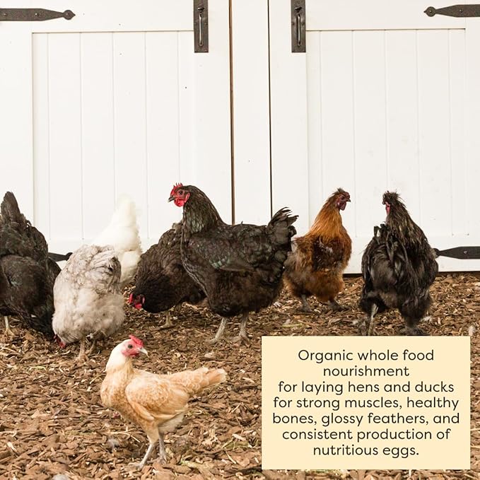 Scratch and Peck Feeds Whole Grain Layer Mash Chicken and Duck Feed - 25 lbs Bag - Corn-Free and Soy-Free - 16% Protein, Certified Organic and Non-GMO Project Verified Chicken Food