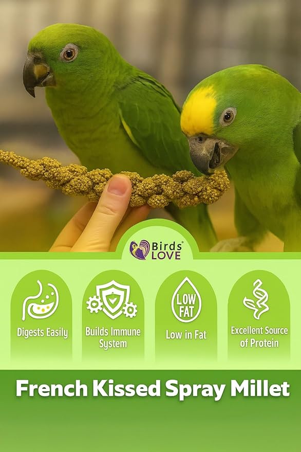 Birds LOVE 2lbs French Kissed Spray Millet for Birds – Harvested in France & Packed in The USA – 100% Natural & Sun‑Dried Millet Spray for Parakeets, Cockatiels, Conures, Parrots & Budgies