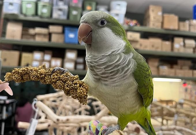 Birds LOVE Millet Tips & Tails for Birds - Parakeets, Cockatiels, Lovebirds, Budgies, Canaries, Cockatoos - Natural & Healthy Millet for Birds, Parakeet Food & Treats for all Parrots, 5oz (Pack of 94)