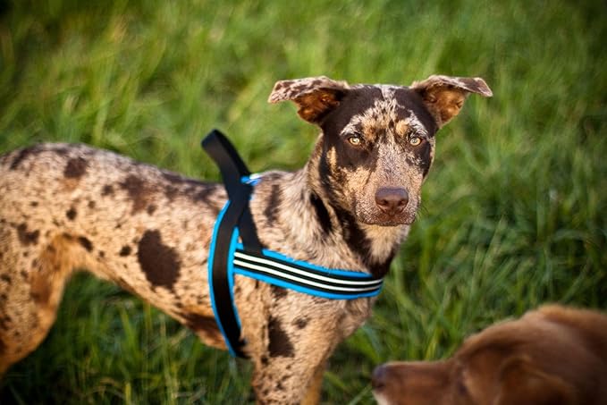 ComfortFlex Patriotic Dog Harness – Fully Padded, Adjustable, Lightweight No-Choke, No-Pull, Non-Chafing Design for Active Dogs, Enhanced Control, Made in The USA - XXSmall, The Patriot