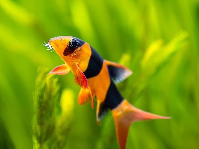 Swimming Creatures 5 PCS Assorted Tropical Fish Combo Pack (Selections from Rasboras, Rainbowfish, Plecos, Corydoras, Catfish, Loaches & More!) Freshwater Aquarium Fish Live