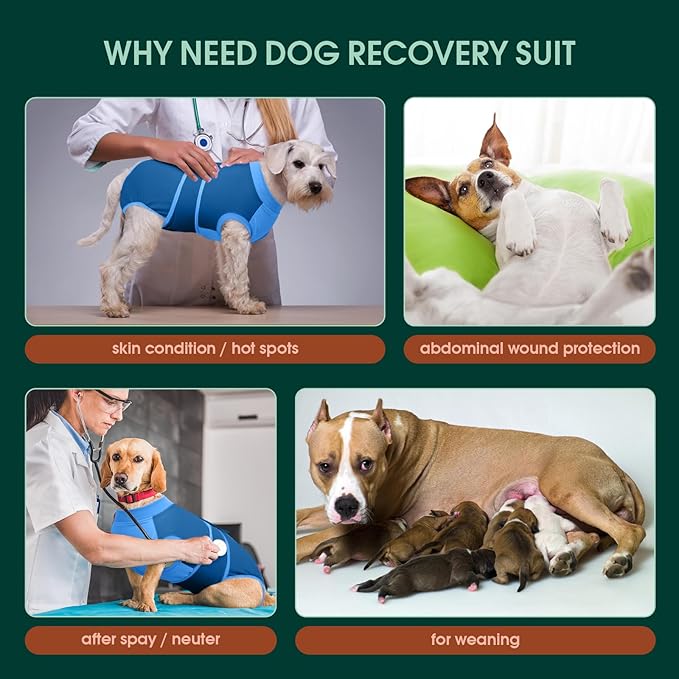 Kuoser Dog Recovery Suit, Female/Male Post-Surgery Anti-Licking Pet Surgical Suit, Blue, Medium, Cotton and Spandex Blend, All Breed Sizes, Adult, All Seasons