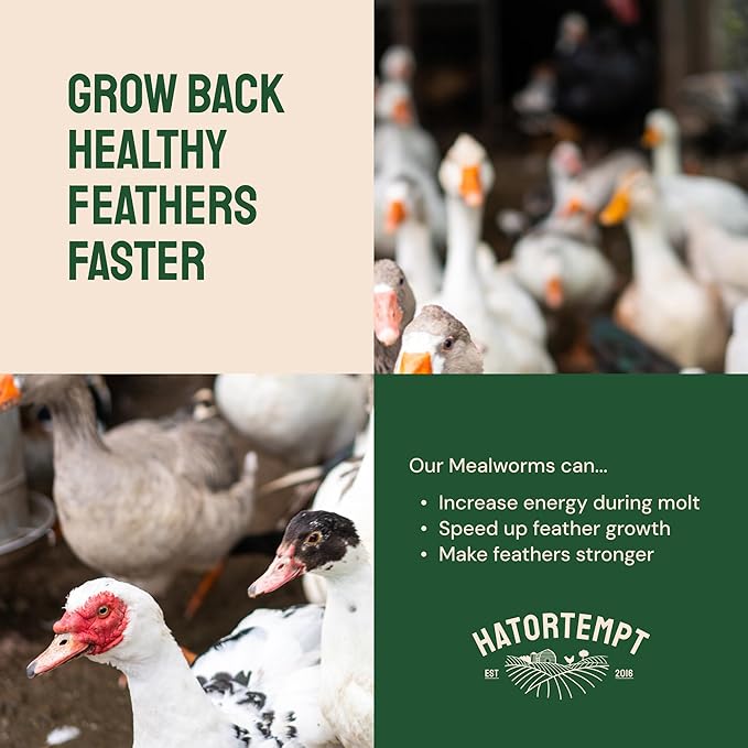 Hatortempt 1.8lb Dried Mealworms for Wild Birds - 50% Protein Meal Worms for Wild Birds - Attracts Bluebirds, Starlings, Wrens, Woodpeckers, Cardinals and Robins