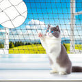 Pet Safety Net for Balcony, 3x6M Heavy Duty Nylon Mesh Cat Protection Netting, Cuttable Safety Net with Zip Ties, Rope & Screws, Anti-Fall Fence Net for Window, Stairs, Balcony, Indoor Outdoor Use