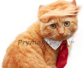 Cat Costume for Halloween, Parties and Pictures