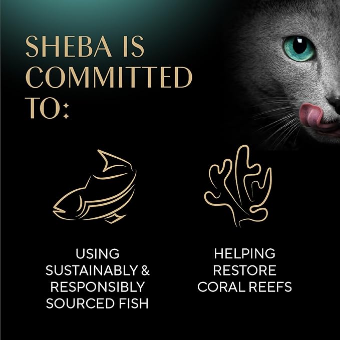 Sheba Perfect Portions Kitten Wet Cat Food Pate Chicken Entree, Salmon Entree, and Turkey, 2.6 oz. Twin-Pack Trays (, 48 Servings), 24 Count (Pack of 2)