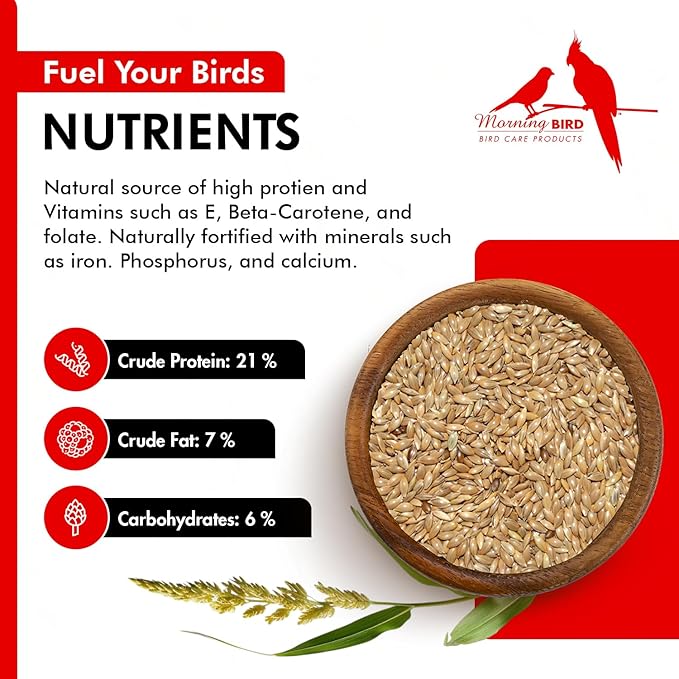 Morning Bird Canary Seed 1.5 lbs – Nutrient-Rich Bird Seed – Creamy Golden Grain Powerhouse - Supports Healthy Feathers & Strong Bones – Natural Daily Nutrition for All Bird Types