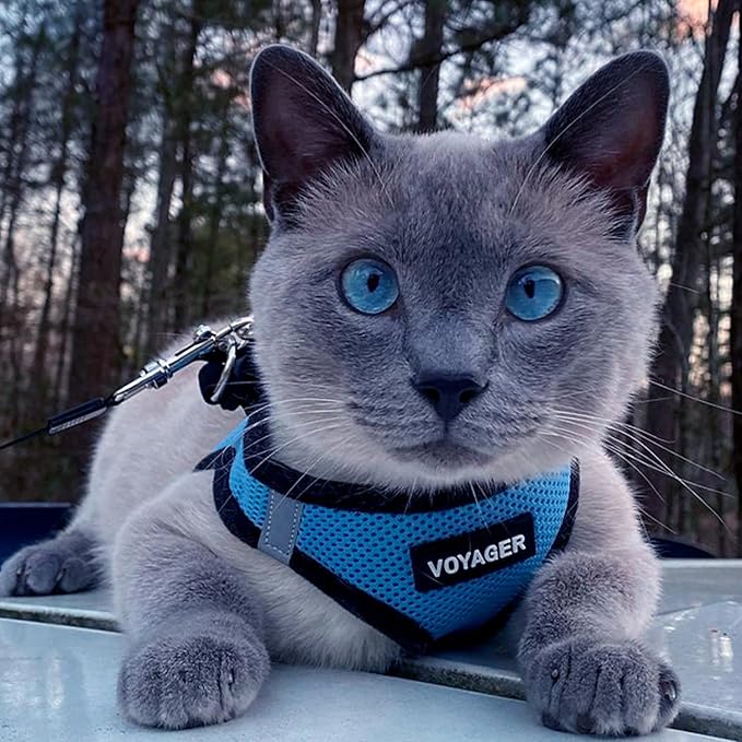 Best Pet Supplies Voyager Step-in Air Harness - All Weather Mesh, Reflective, No Pull Harness for Dogs, Cats - Secure with Hook & Loop Fastener, Buckle, Double D-Rings - Baby Blue/Black Trim, XXS