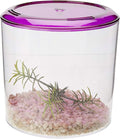 Lee's Round Betta Keeper