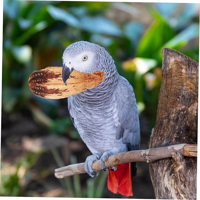 Totority Natural Fruit Material Parrot Beak Fruit Decor Bird Chew Toy Parrot Toys Treats for Cage