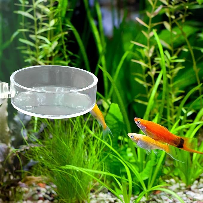 Aquarium Shrimp Feeding Dish with Suction Cup， Clear Fish Food Bowl Tray Aquarium Tank Accessories