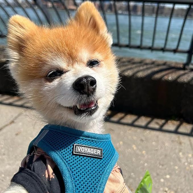 Best Pet Supplies Voyager Step-in Air Harness - All Weather Mesh, Reflective, No Pull Harness for Dogs, Cats - Secure with Hook & Loop Fastener, Buckle, Double D-Rings - Turquoise, XXXS