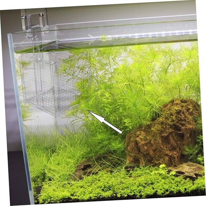BESPORTBLE 1set Acrylic Fish Isolation Box for Aquariums Breeding Tank Divider Cups Design for Easy Observation and Sturdy for Fish Safety