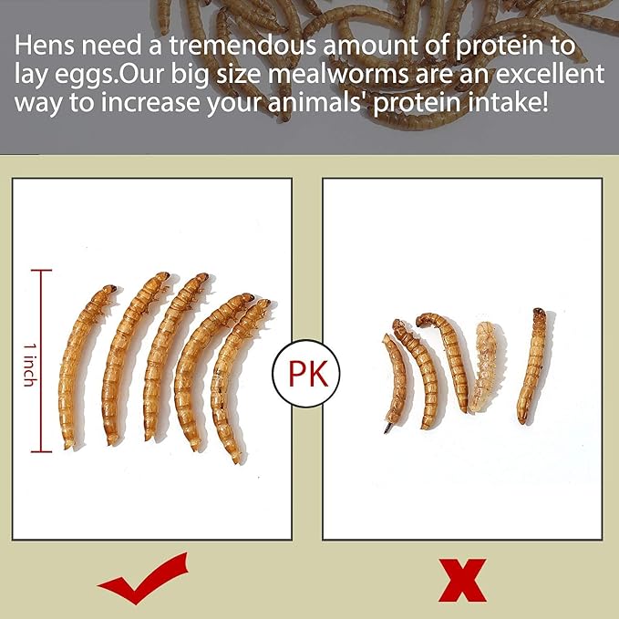 Non-GMO Dried Mealworms 5LB,100% Natural Large Size No Moisture,Treats for Birds Chickens Hedgehog Hamster Fish Reptile Turtles..