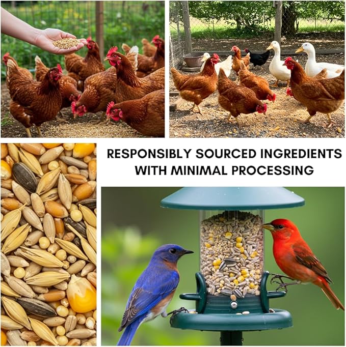 CZ Grain Premium Scratch Grains Bird Feed - Corn, Sunflowers, Wheat, Oats, Barley, Milo and Millet - Well Balanced Mix for Great Nutrition for Chickens and Ducks (8 Ounces)