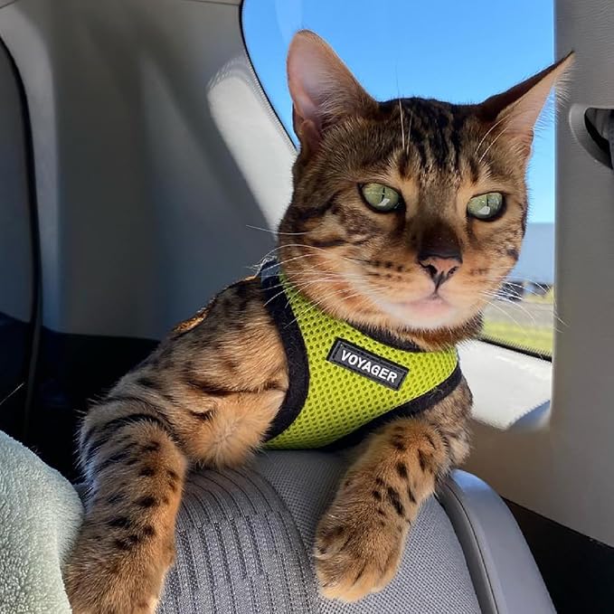 Best Pet Supplies Voyager Step-in Air Harness - All Weather Mesh, Reflective, No Pull Harness for Dogs, Cats - Secure with Hook & Loop Fastener, Buckle, Double D-Rings - Lime Green/Black Trim, XXXS