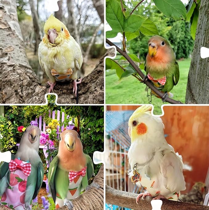 2Pcs Bird Diapers Bird Harness Flight Suits Diapers with 2Pcs 80 Inch Flying Leash Parrot Nappy Pigeon Pants Urine Wet Suit for Cockatiel Conure Macaw Budgies Parakeet-Watermelon&Orange