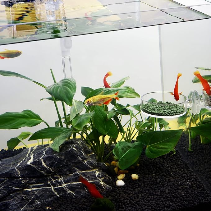 Aquarium Shrimp Feeder Dish Round Fish Tank Feeder Bowls Clear Aquarium Feeding Cup with Suction Cup