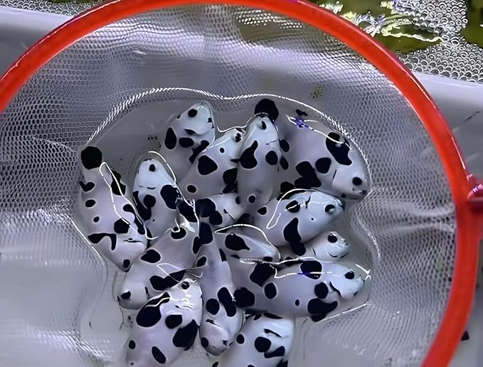 Rare Live Panda Clownfish Saltwater Fish Amphiprion ocellaris Live Fish 4CM+