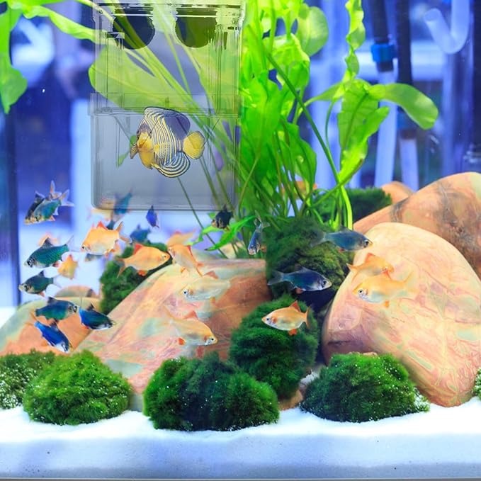Fish Breeding Tanks Fish Tank Box 2Pcs Breeding Box Plastic Boxes Aquarium Acclimation Hatchery Incubator for Shrimp Clown Guppy