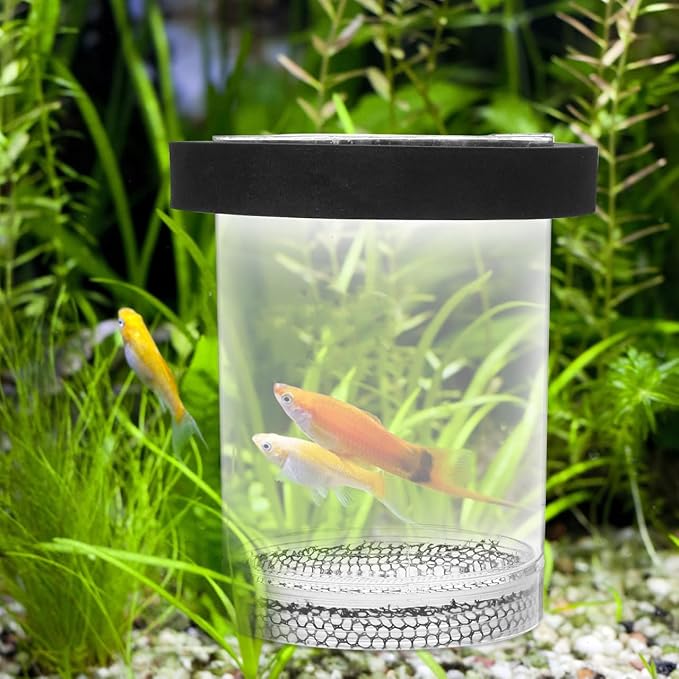 Floating Fish Breeder Box with Transparent Cover Aquarium Breeding Container for Guppies Protects Newborn Fry from Predators Improves Survival Rate for Fish Tanks