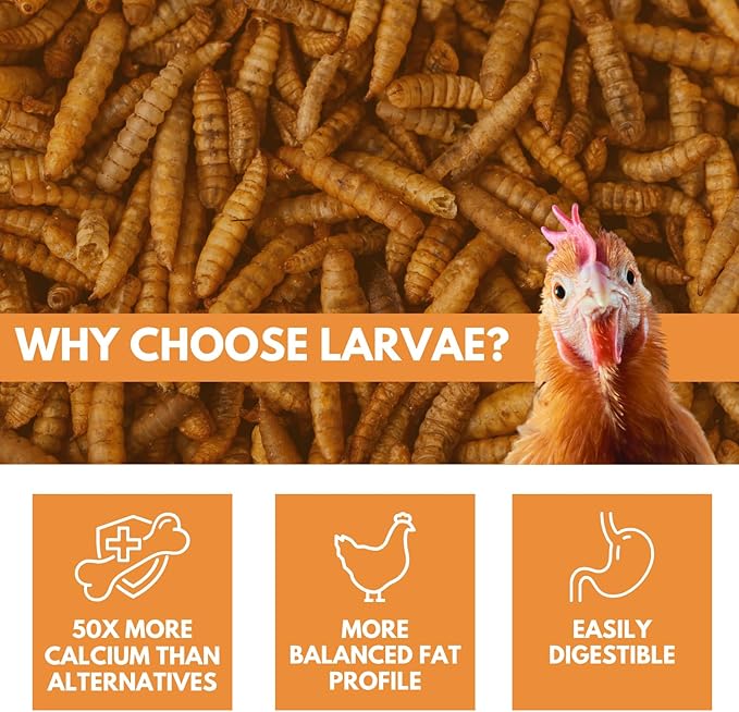 Black Soldier Fly Larvae Chicken Treats, Mealworms Alternative, Grubs for Chickens, High Calcium for Laying Hens, Made in USA, 1.75 lbs
