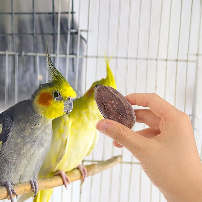 8pcs Natural Dried Fruit Bird Chewing for Parakeet Cockatiel Budgie Parrot Biting Treats Healthy Cage Accessories to Reduce Loneliness and Provide Fun Enrichment