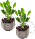 Pawfly 2 Pcs Aquarium Plant Holder, Fish Tank Plant Pot for Aquascape Decoration, Red Worm Fish Feeder, Aquarium Planter Cup with Suction Cup, Clear.