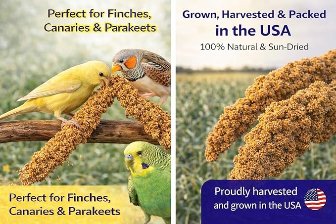Farm to Feathers™ Bird Millet & Cuttlebone Bundle – USA Grown Millet Sprays for Parakeets, Budgies, Cockatiels, Finches & Canaries – 1 lb Tips and Tails Millet + 4” Cuttlebone (4 Pack)