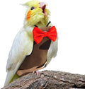 Bird Diaper Washable Reusable Parrot Flight Suit Nappies Protective Breathable Parrot Nappy Clothes for Parakeet, Macaw, Budgie, Canary, Cockatiel (Camouflage, Large)