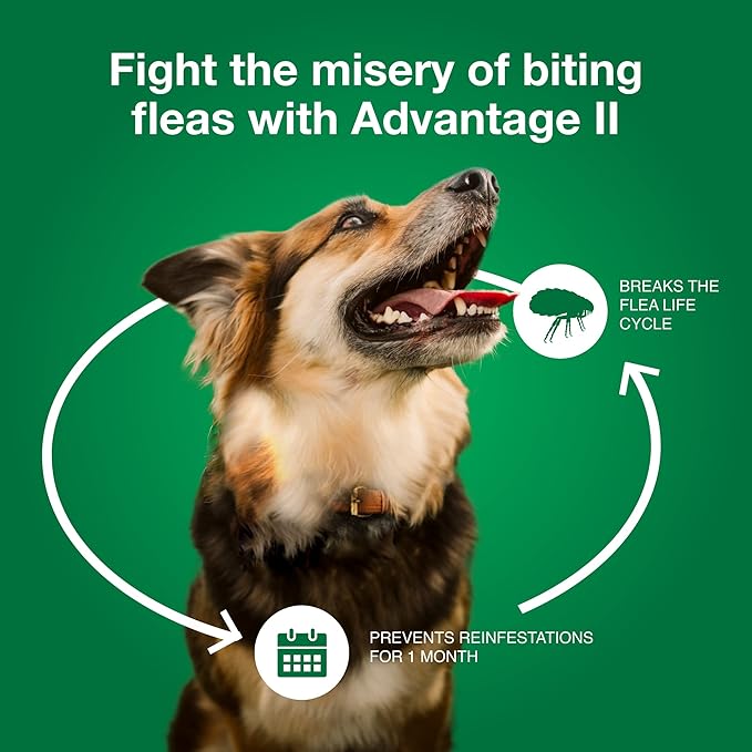 Advantage II Large Dog, 6 pack