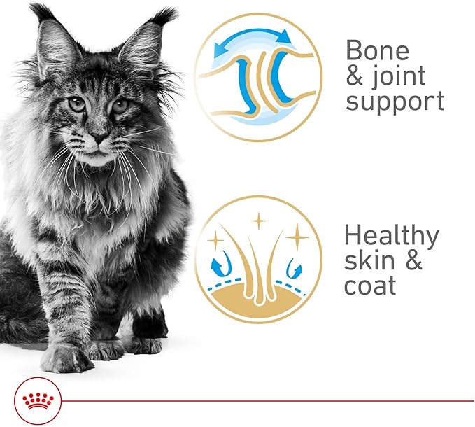 Royal Canin Feline Breed Nutrition Maine Coon Adult Thin Slices in Gravy Cat Food, 3 oz (Pack of 24)