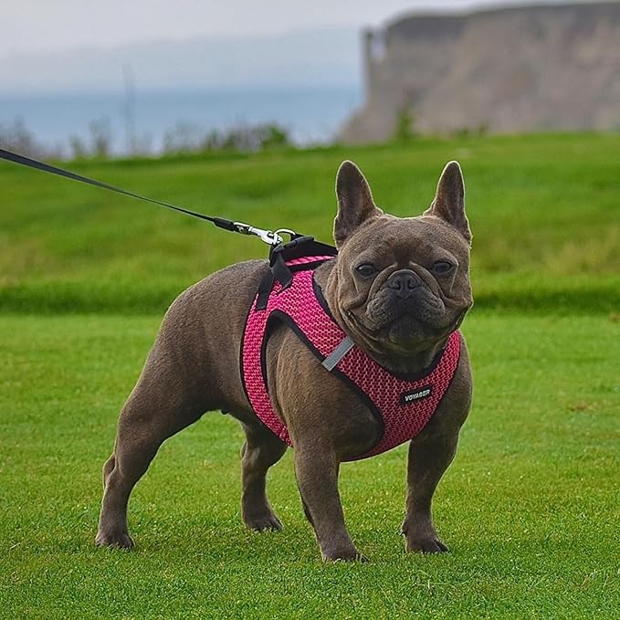 Best Pet Supplies Voyager Step-in Air Harness - All Weather Mesh, Reflective, No Pull Harness for Dogs, Cats - Secure with Hook & Loop Fastener, Buckle, Double D-Rings - Fuchsia 2-Tone, L