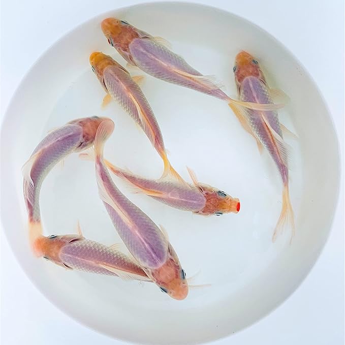 Toledo Goldfish White Comet Goldfish, Solid White with Splashes of Red - Perfect for Ponds, Aquariums, or Tanks - 3-4 Inches, 5 Count