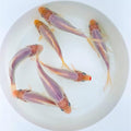 Toledo Goldfish White Comet Goldfish, Solid White with Splashes of Red - Perfect for Ponds, Aquariums, or Tanks - 3-4 Inches, 5 Count