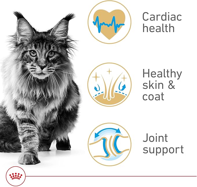 Royal Canin Feline Breed Nutrition Maine Coon Adult Dry Cat Food, 14 lb Bag