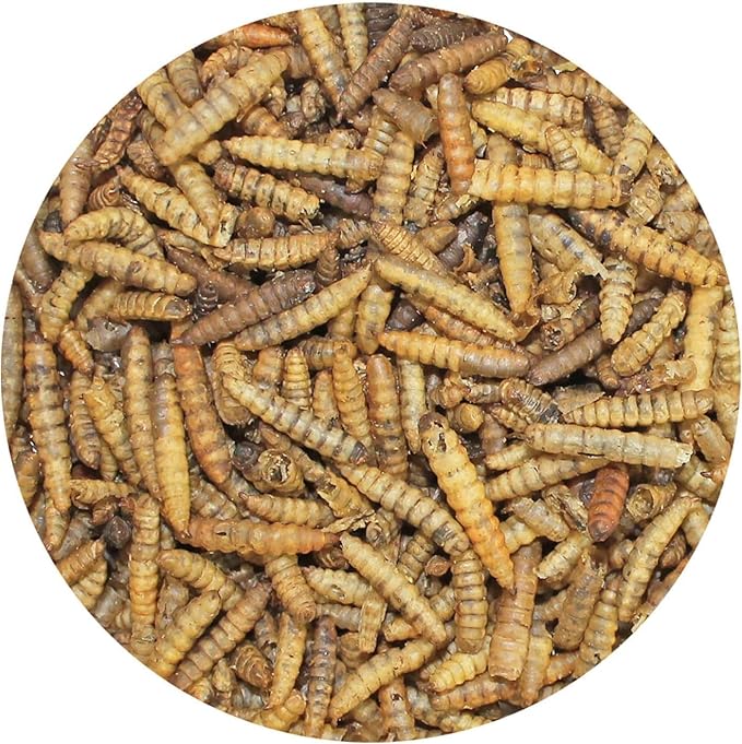 Exotic Nutrition 5LB Bulk Dried Black Soldier Fly Larvae - High-Calcium Insect Treat - Chickens, Wild Birds, Bluebirds