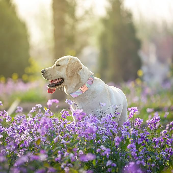 Unique style paws Dog Collar Metal Buckle Purple Blending Collar Gift Durable Cute Collar for Small Medium Large Boys Girls Dogs