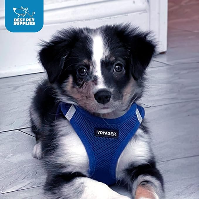 Best Pet Supplies Voyager Step-in Air Harness - All Weather Mesh, Reflective, No Pull Harness for Dogs, Cats - Secure with Hook & Loop Fastener, Buckle, Double D-Rings - Royal Blue, XS