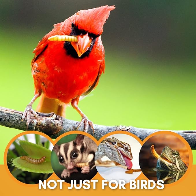 Wild Bird Magnet | Premium Freeze Dried Mealworms | Living Sight Attractant | Ethically Sourced Natural Organic Yellow Worms | High Protein Treats for Birds & Exotic Pets | (7oz)